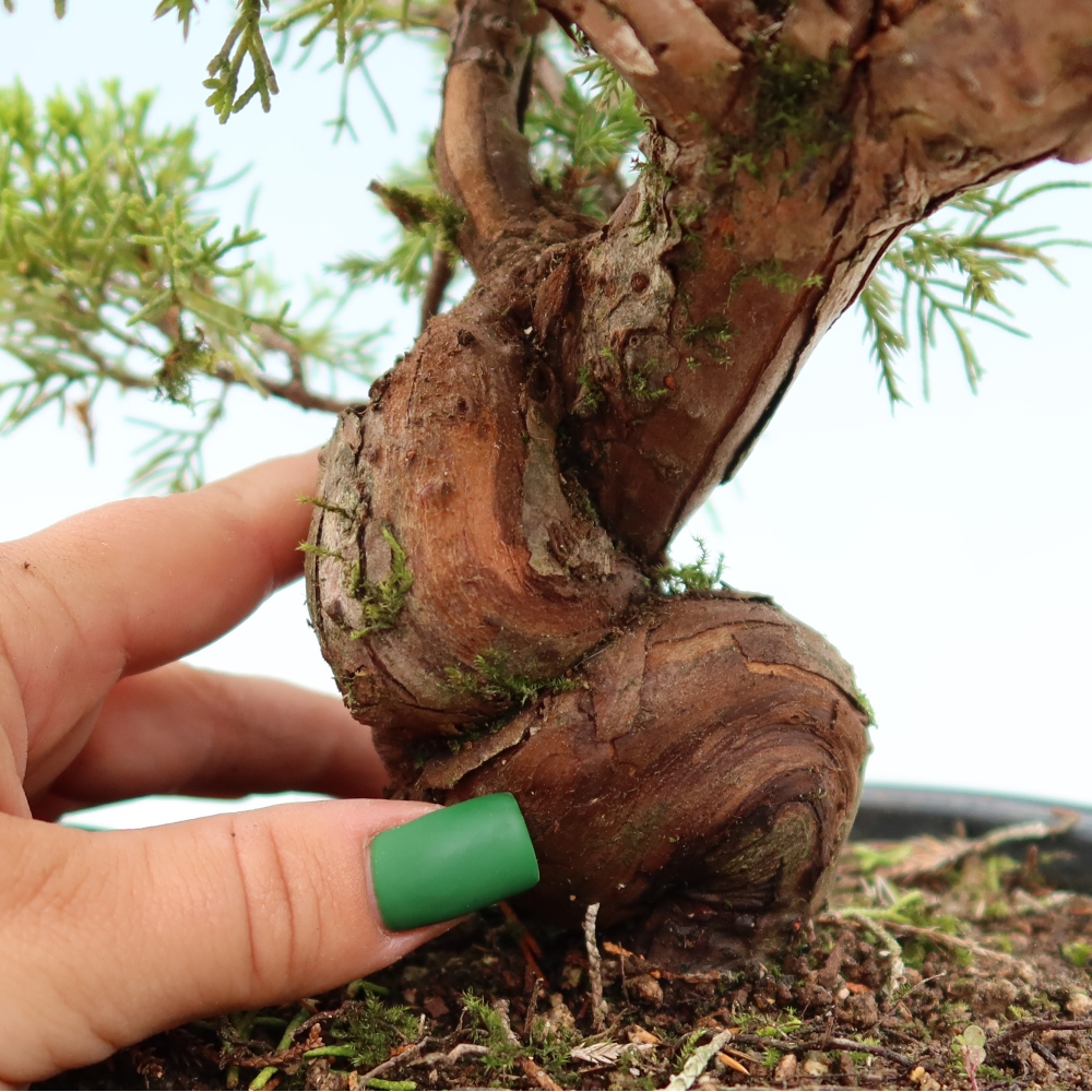 Bonsai ogrodowe – Juniperus chinensis Itoigawa – jałowiec chiński