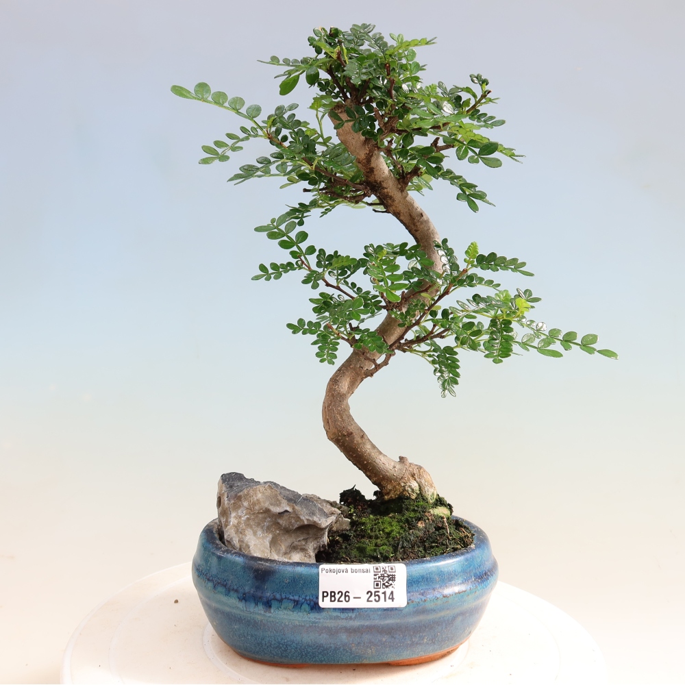 Pokój bonsai - Zantoxylum piperitum - drzewo pieprzowe