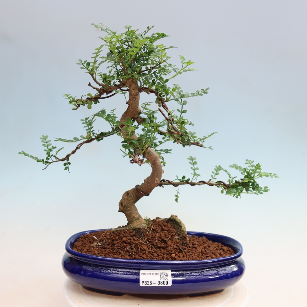Pokój bonsai - Zantoxylum piperitum - drzewo pieprzowe