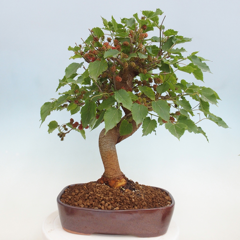 Bonsai outdoor - Morus alba - morwa
