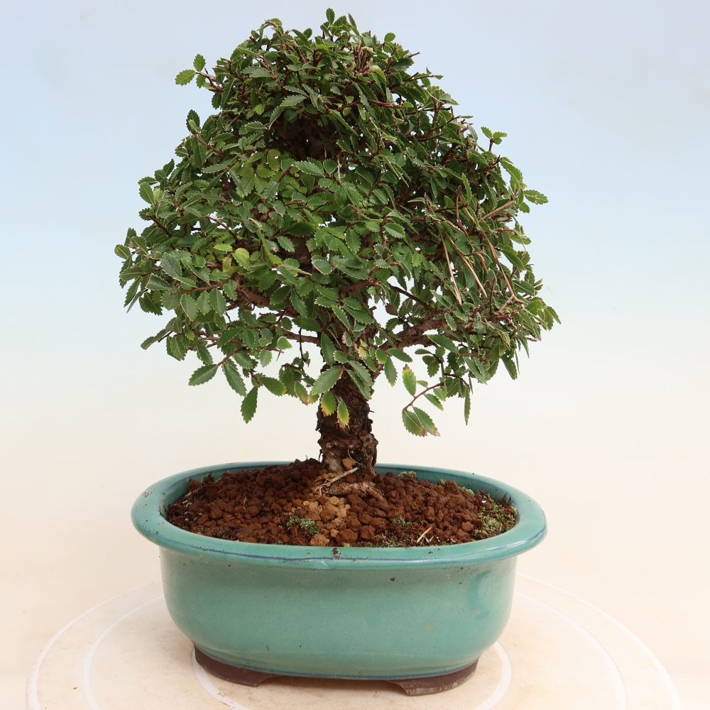 Bonsai zewnętrzne - Zelkova - Zelkova NIRE