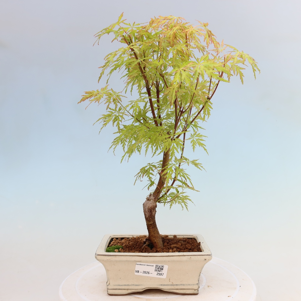 Bonsai ogrodowe – Acer palmatum Dissectum – klon palmowy 