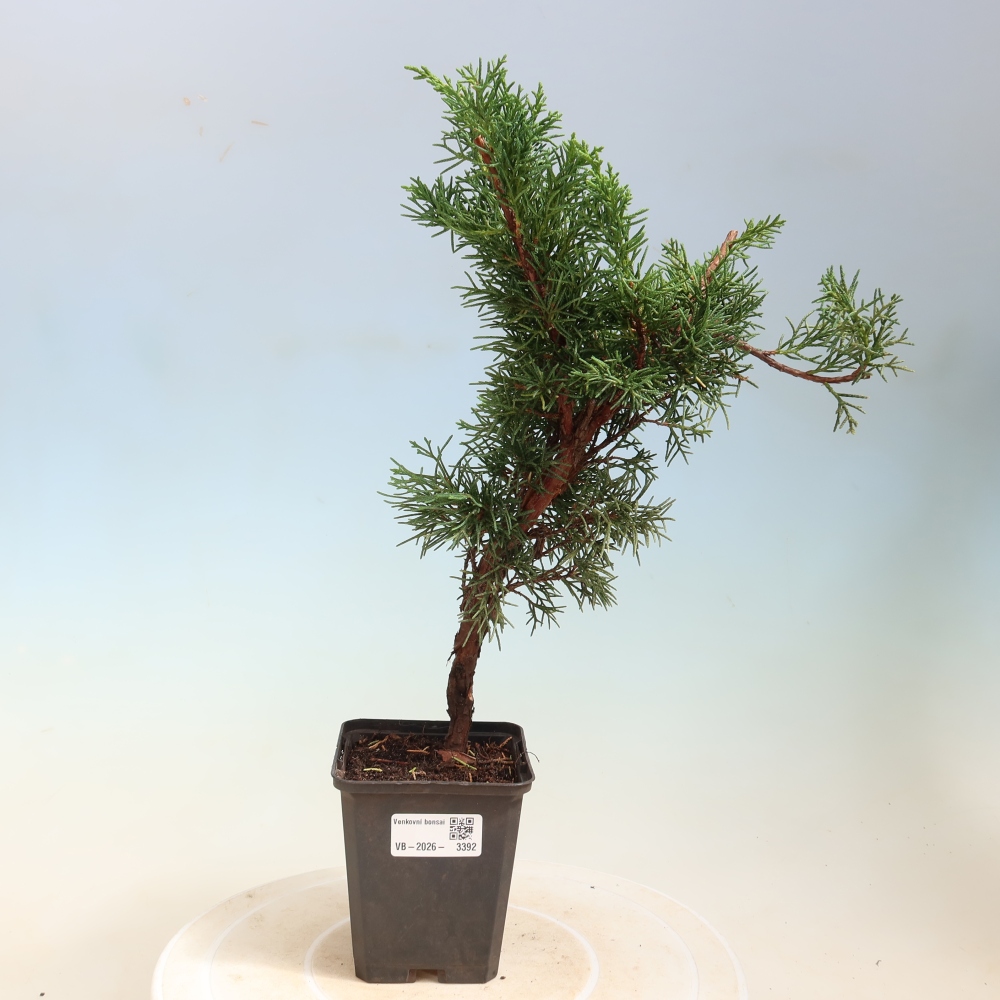 Outdoor bonsai - Juniperus chinensis Kishu