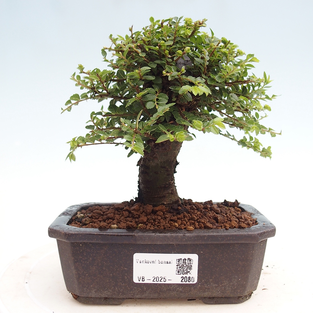 Bonsai zewnętrzne - Ulmus parvifolia Hokkaido - wiąz chiński