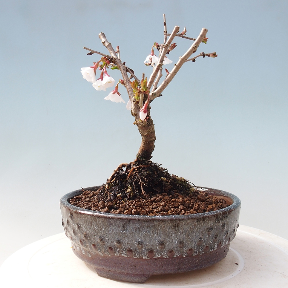 Bonsai zewnętrzne - Prunus incisa Kojou-no mai-cięcie śliwki