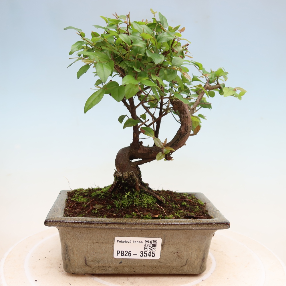 Bonsai pokojowe - Sageretia thea - Sageretia thea