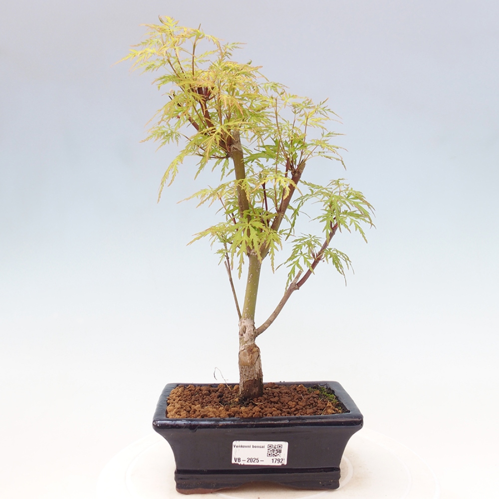 Outdoor bonsai - Acer palmatum Dissectum - Klon japoński 
