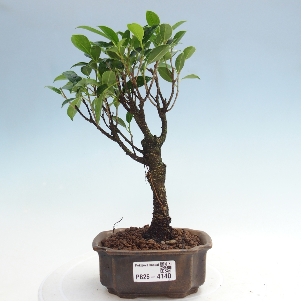 Pokój bonsai Ficus retusa kimmen