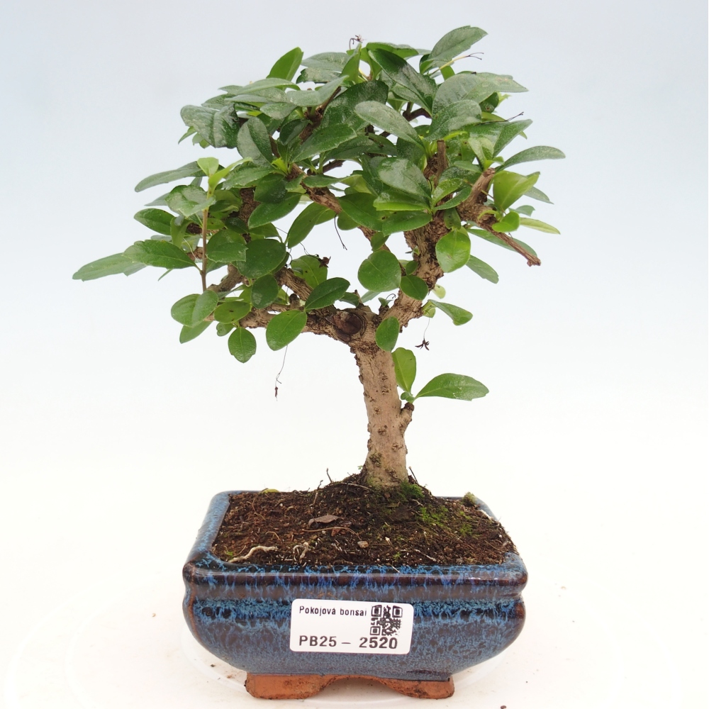 Bonsai wewnętrzne - Carmona makrophylla - Herbata Fuki