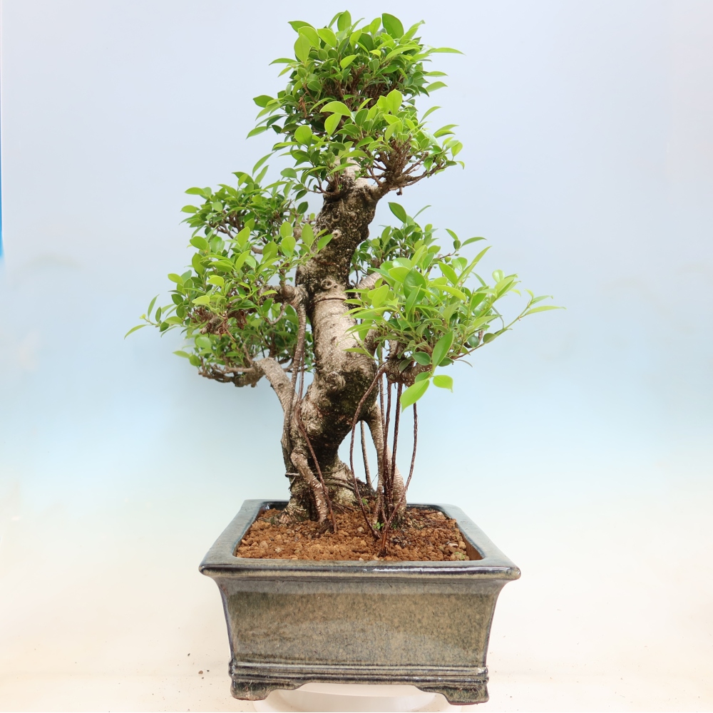 Pokój bonsai - Ficus kimmen - figowiec drobnolistny