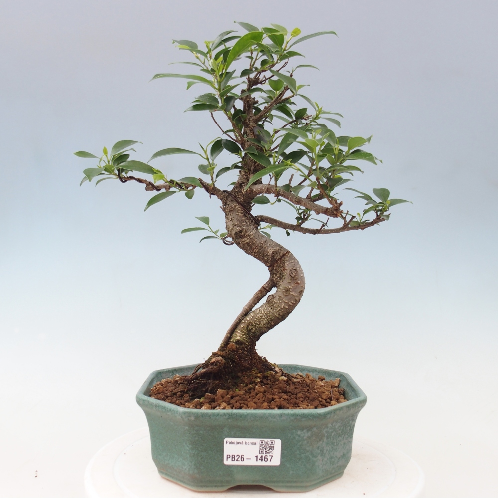 Pokój bonsai - Ficus retusa - figowiec drobnolistny