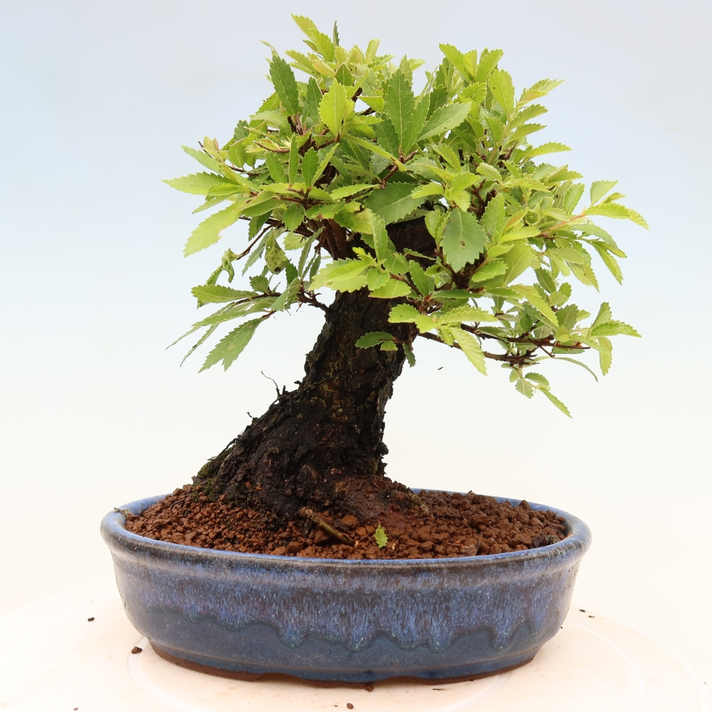 Bonsai zewnętrzne - Zelkova - Zelkova NIRE