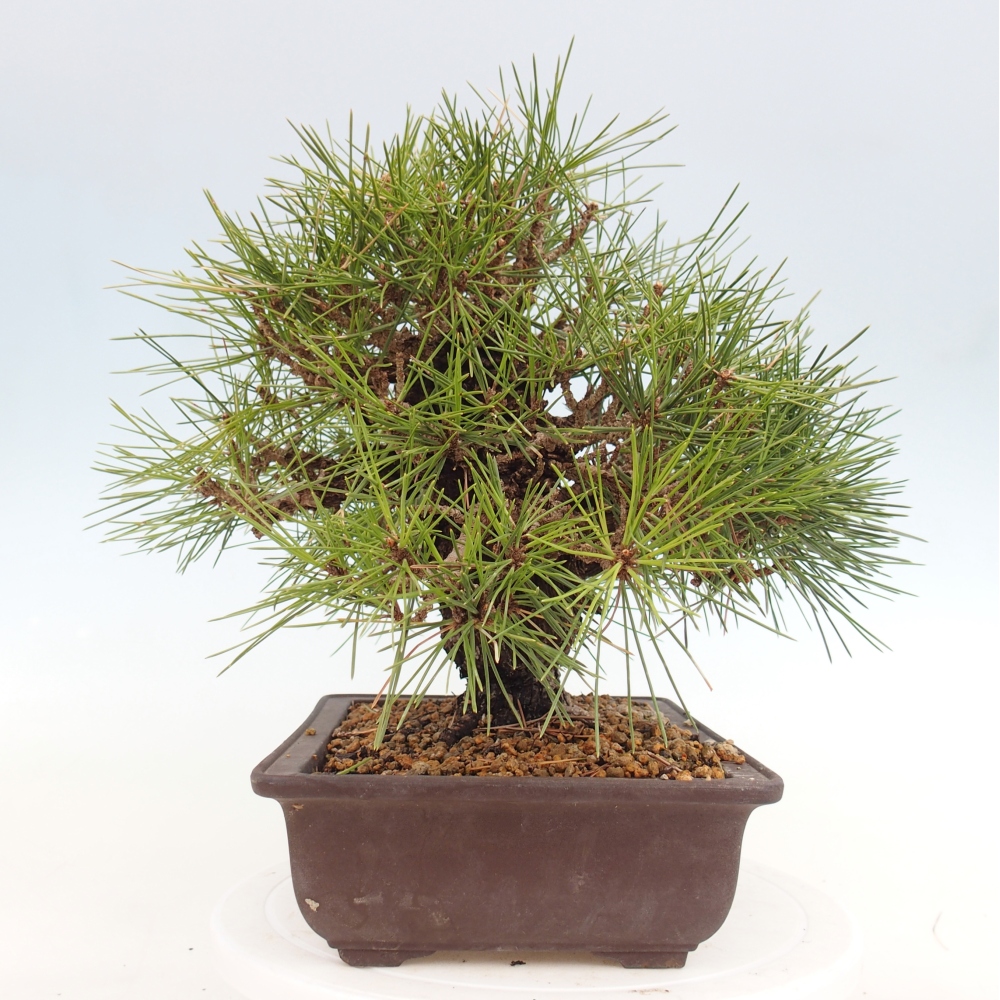 Outdoor bonsai - Pinus thunbergii - sosna Thunberga