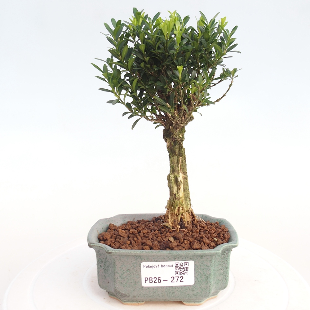 Pokój bonsai - Buxus harlandii - buxus korkowy