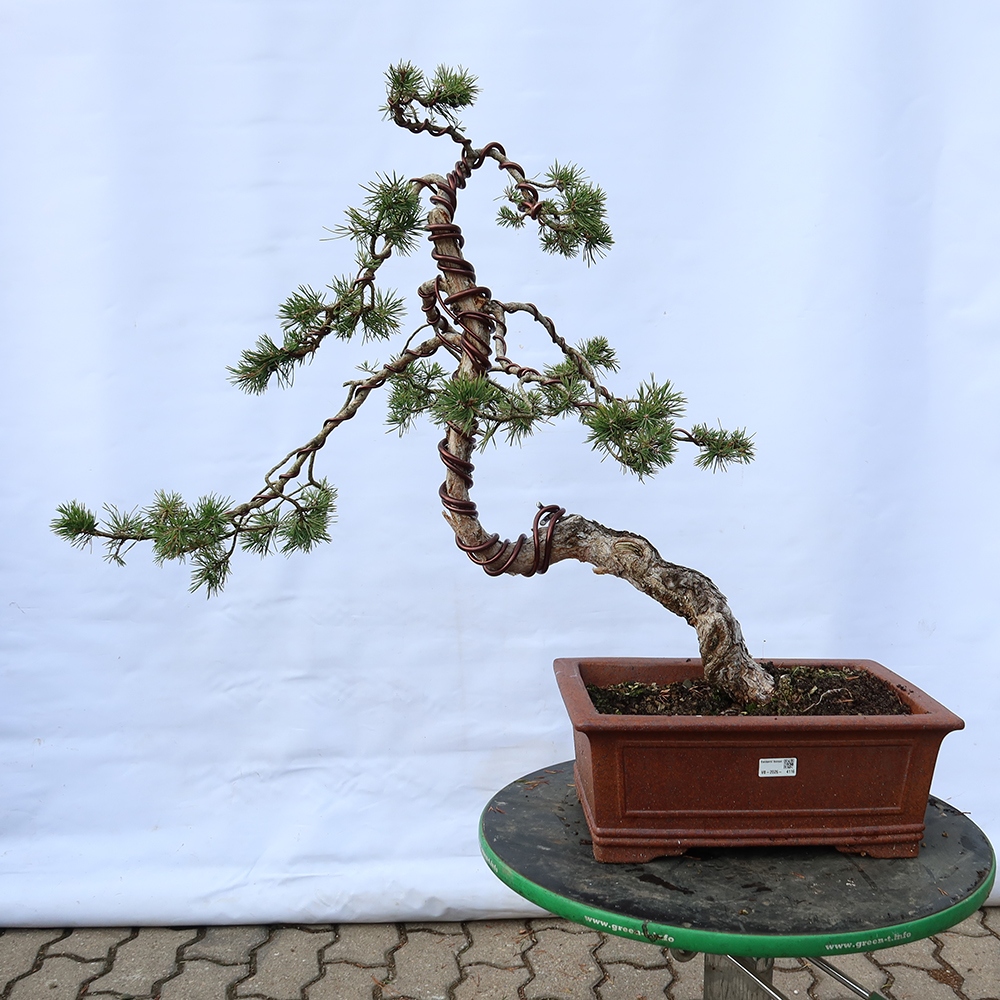 Pinus sylvestris Hiszpania – sosna zwyczajna