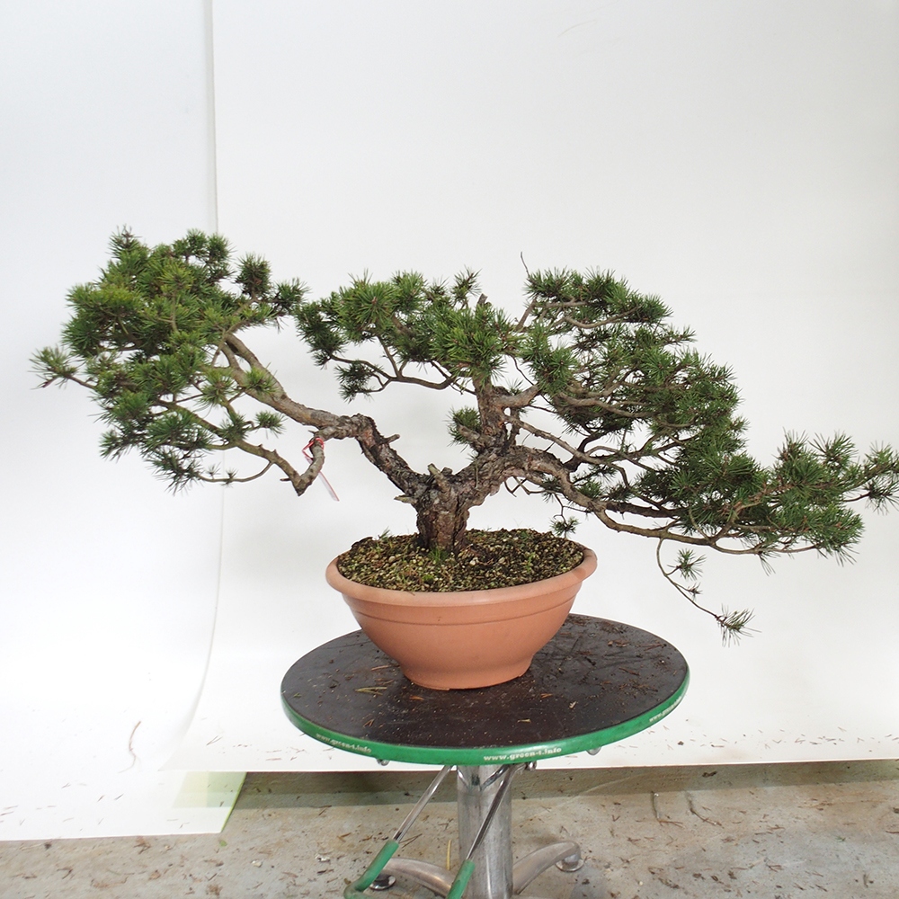 Yamadori - Pinus sylvestris Hiszpania