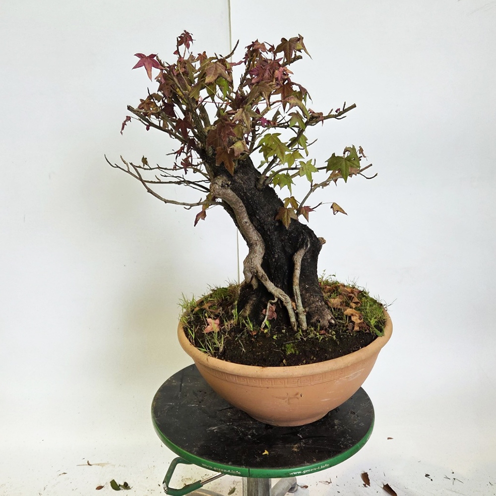 Bonsai outdoor - Ambrosia zachodnia - Liquidambar styraciflua