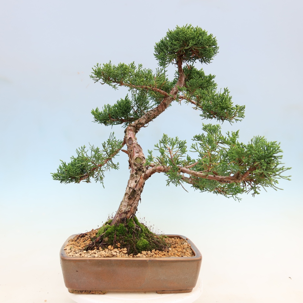 Outdoor bonsai - Juniperus chinensis Kishu