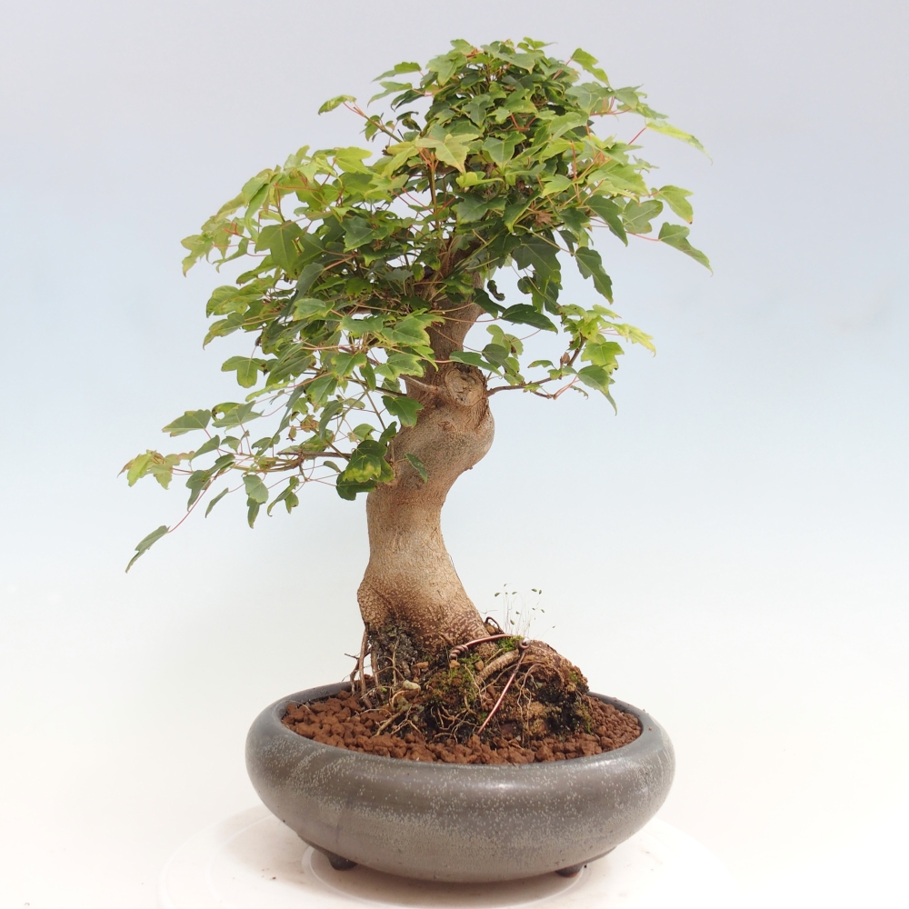Outdoor bonsai - Maple Buergerianum - Burger Maple