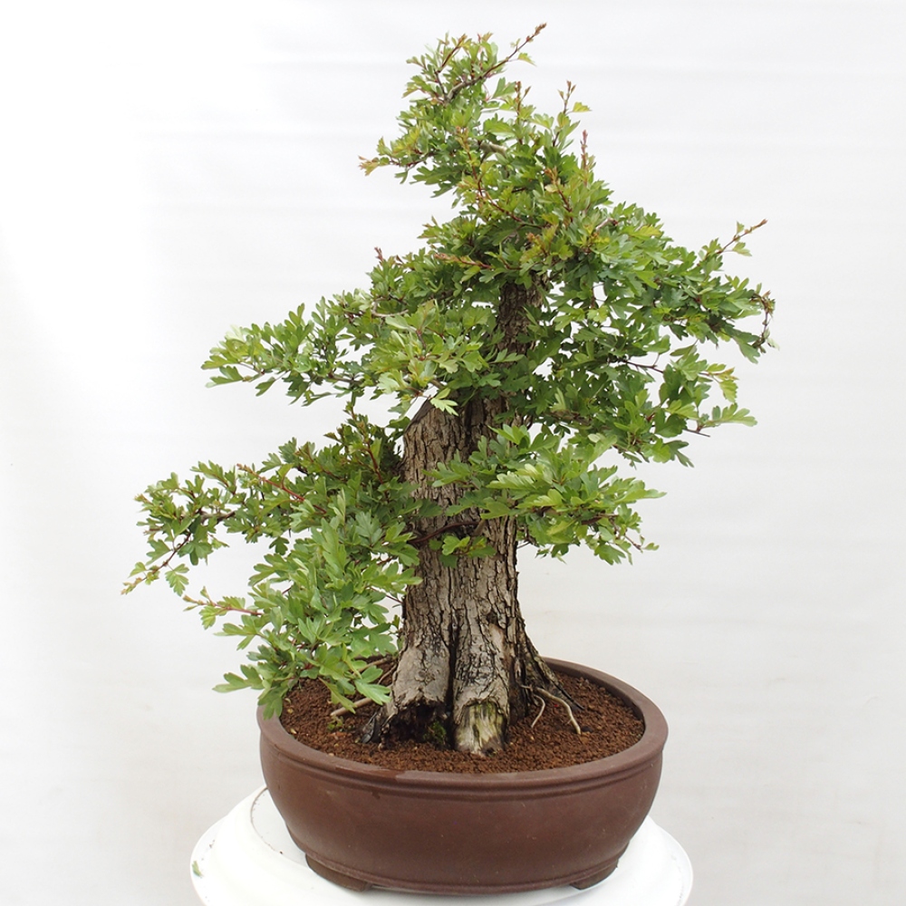 Bonsai zewnętrzne - Głóg - Crataegus monogyna
