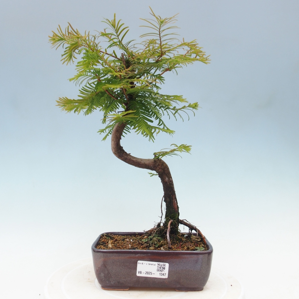 Outdoor bonsai - Metasequoia glyptostroboides - chińskie metasekvoje