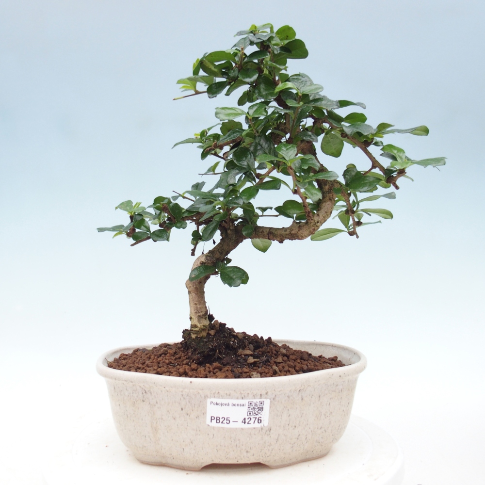 Bonsai pokojowe - Carmona macrophylla - Tea fuki