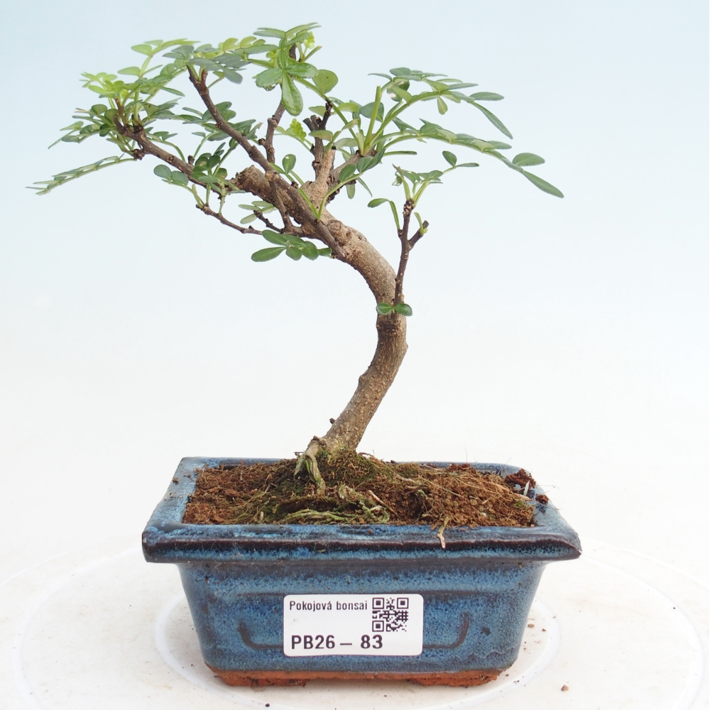 Pokój bonsai - Zantoxylum piperitum - drzewo pieprzowe