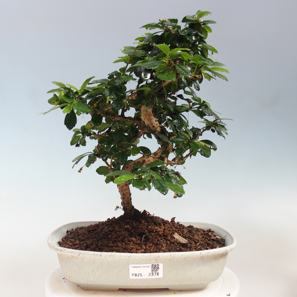 Pokój bonsai - Carmona macrophylla - Tea fuki