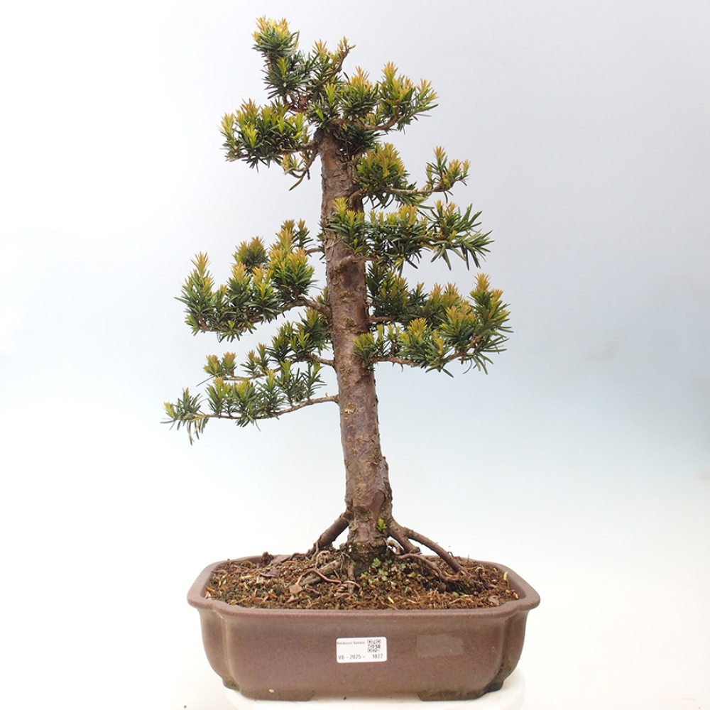 Bonsai na zewnątrz - Taxus cuspidata - cis japoński