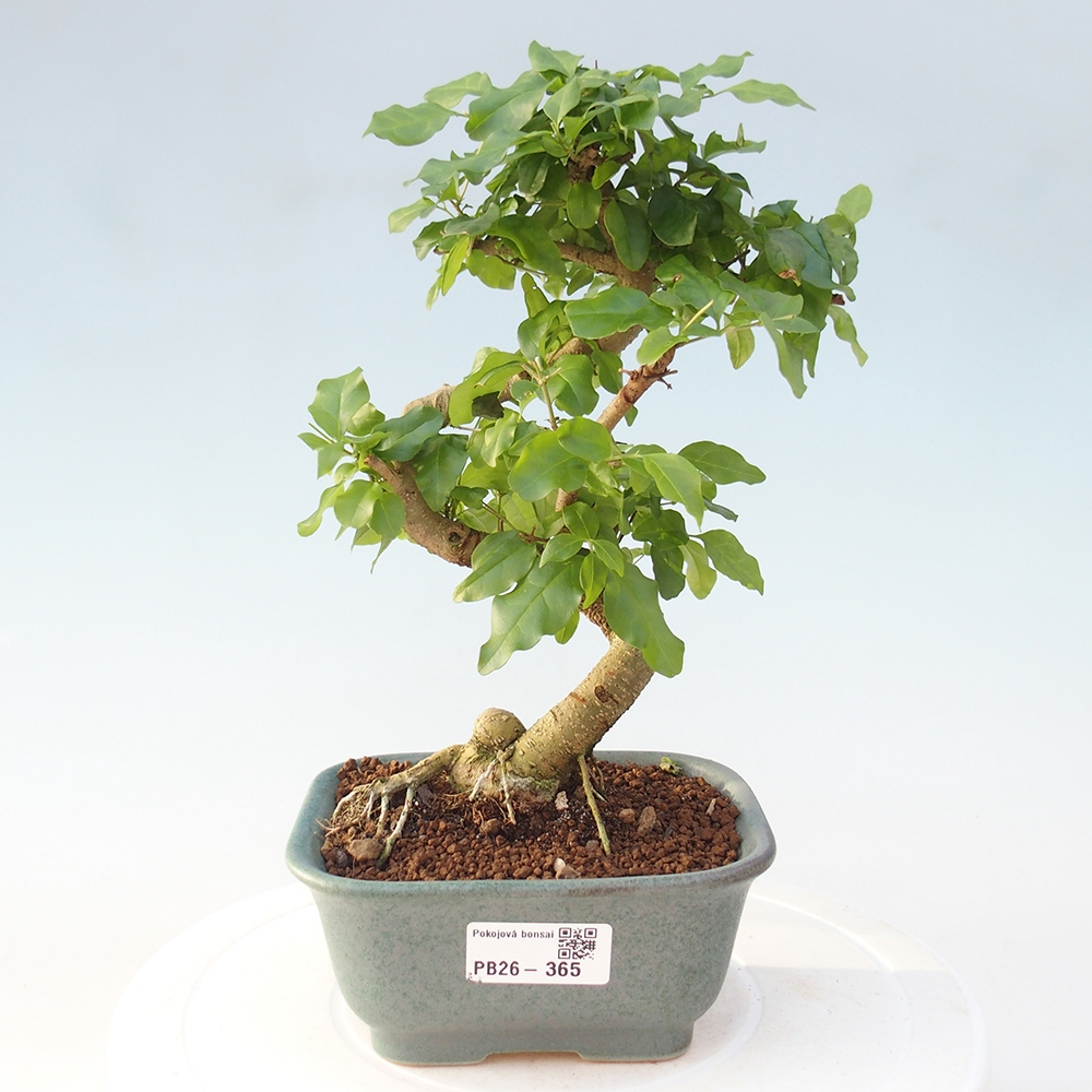 Pokój bonsai - Ligustrum chinensis - Dziób ptaka