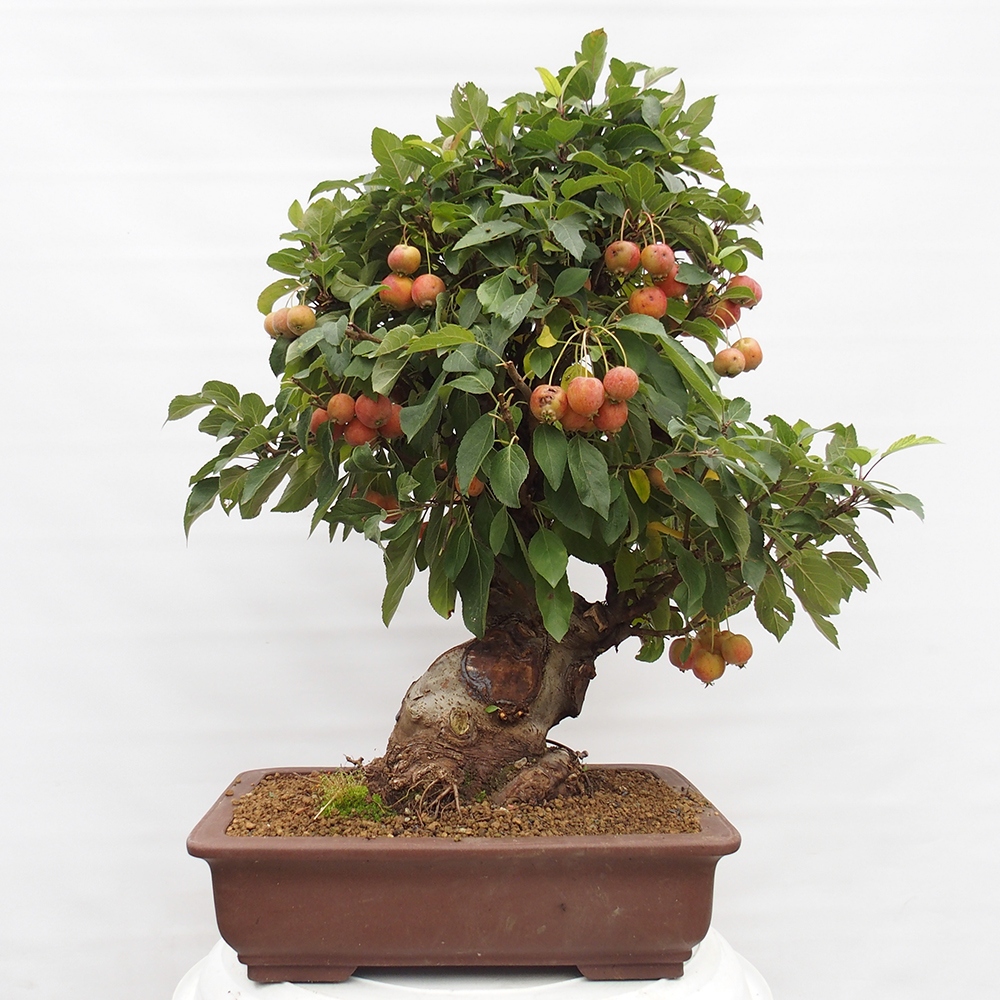 Bonsai plenerowe - Malus Halliana - Jabłoń drobnoowocowa
