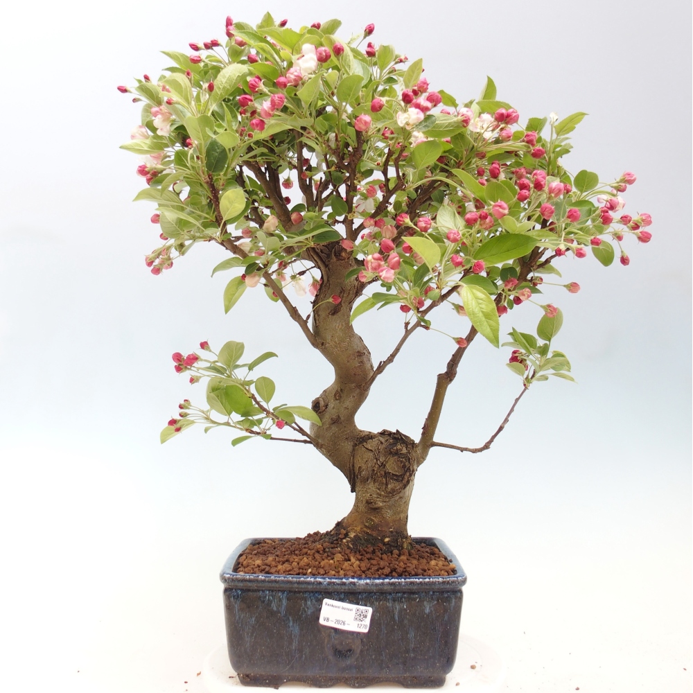 Outdoor bonsai - Malus halliana - Jabłoń drobnoowocowa