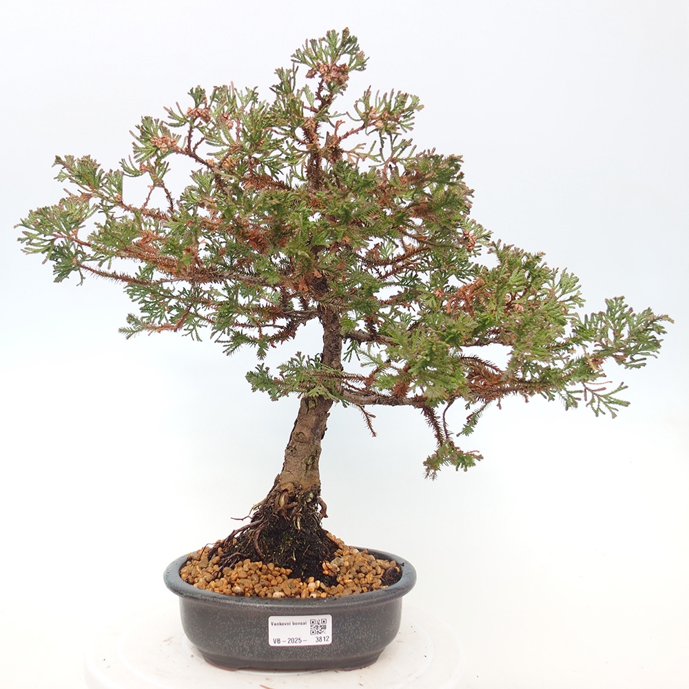 Bonsai na zewnątrz - Chamaecyparis thyoides - Cyprys