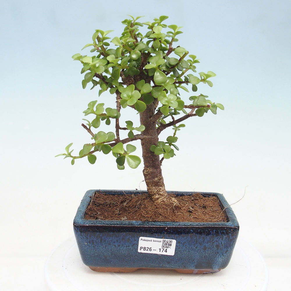 Pokój bonsai - Portulakaria Afra - Tlustice