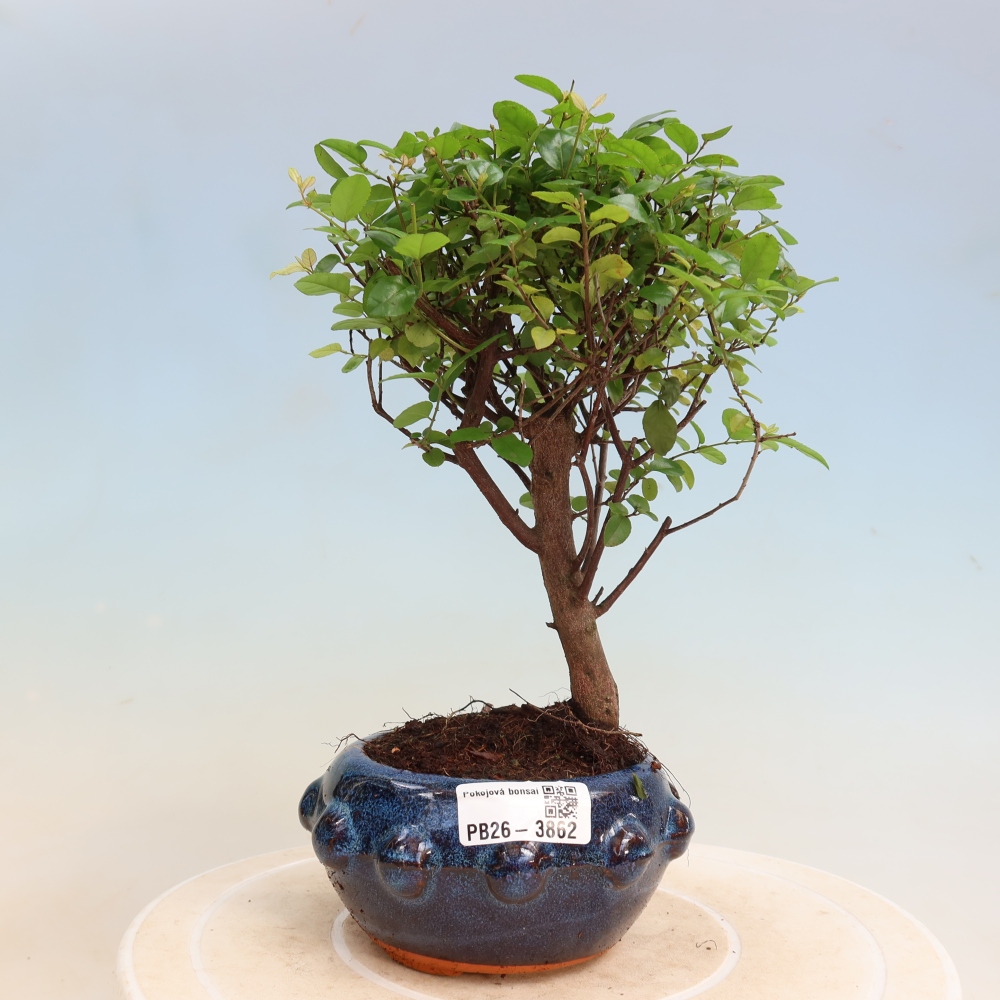 Bonsai pokojowe - Sageretia thea - Sageretia thea