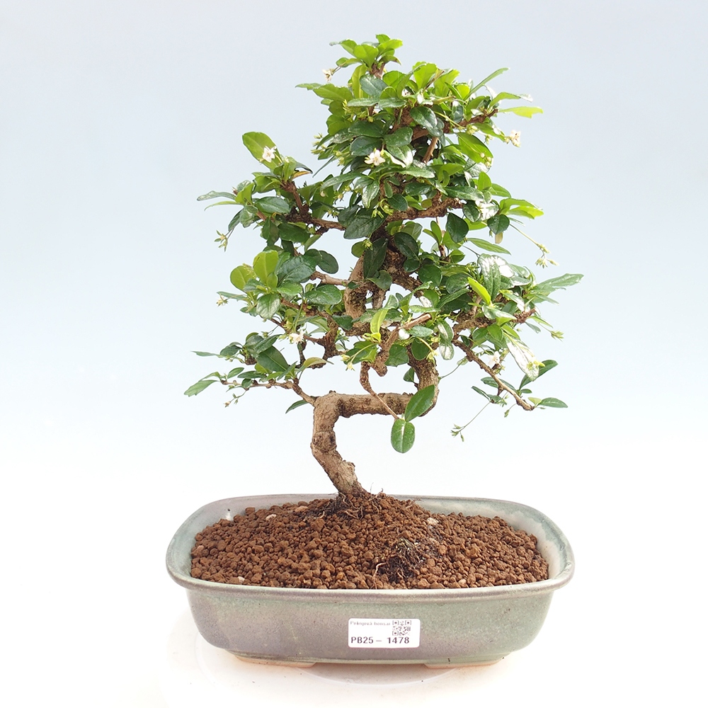 Pokój bonsai - Carmona macrophylla - Tea fuki
