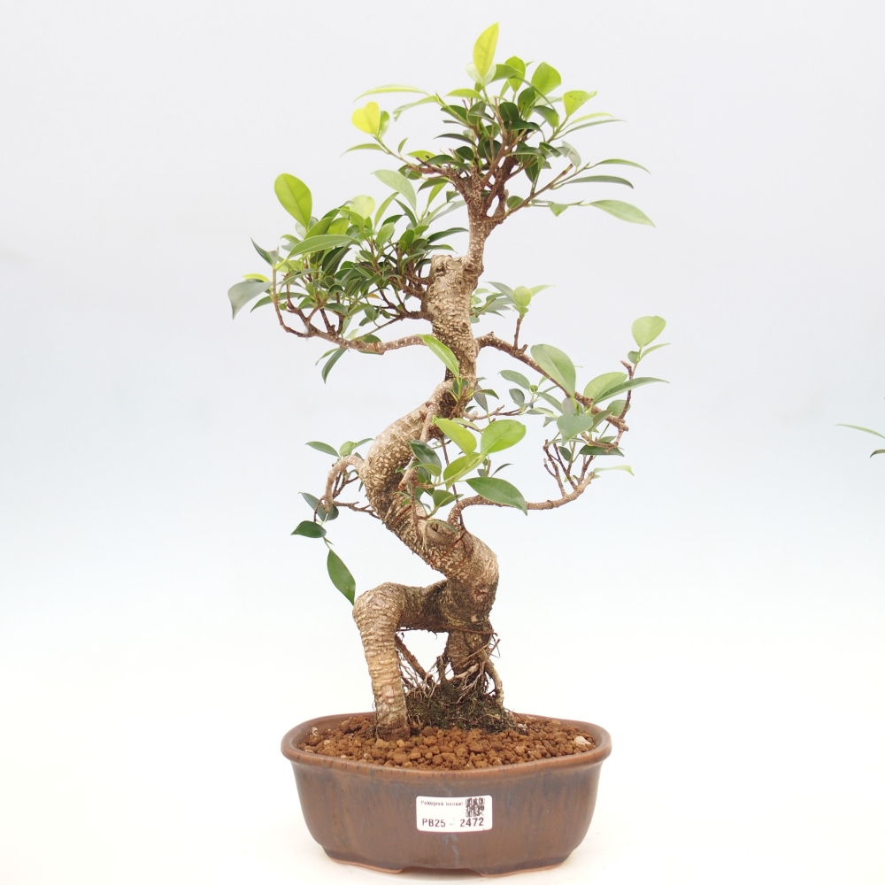 Kryty bonsai - Ficus retusa - figowiec drobnolistny