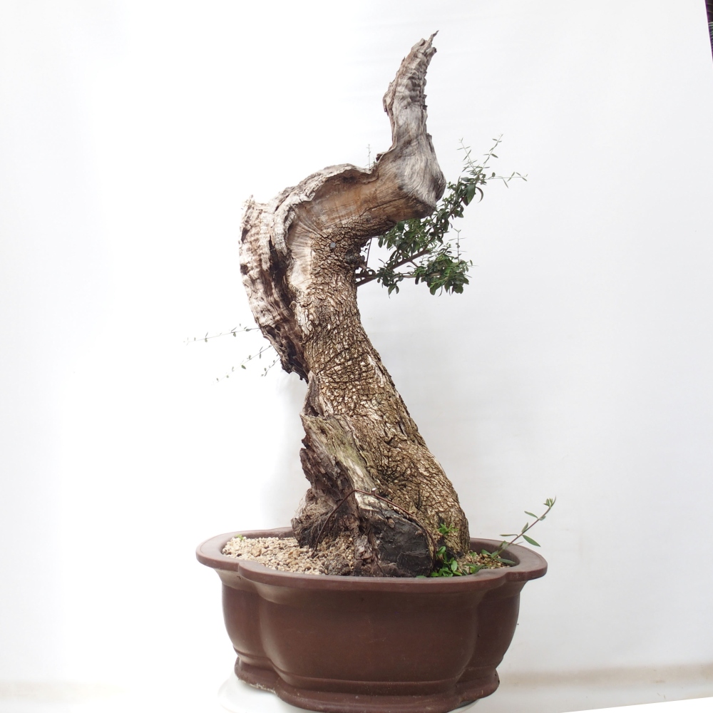 Kryte bonsai - Olea europaea sylvestris - Europejska oliwa z małych liści