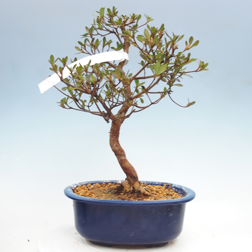 Bonsai zewnętrzne - Azalia japońska - Azalia Mio