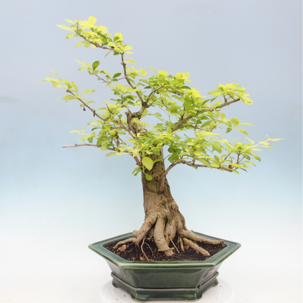 Bonsai pokojowe - Duranta erecta Aurea