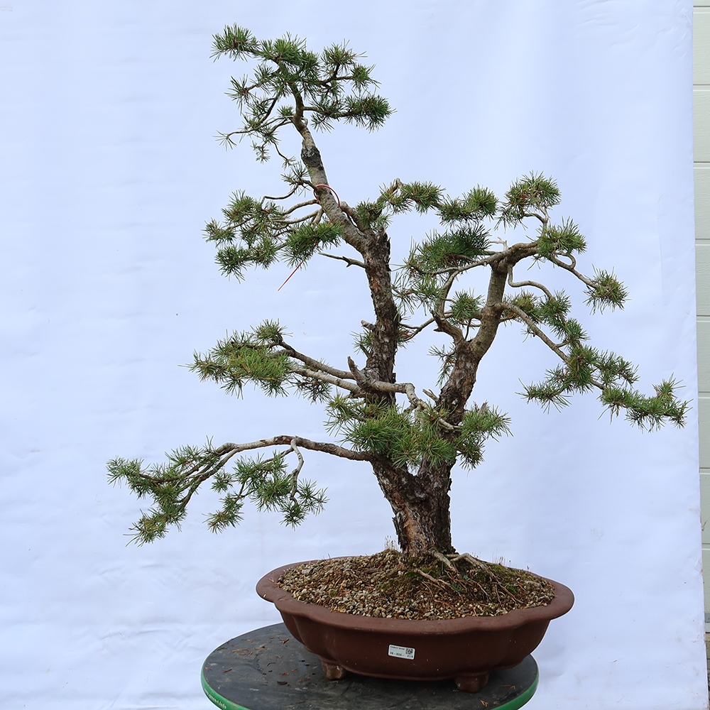 Pinus sylvestris Hiszpania – sosna zwyczajna