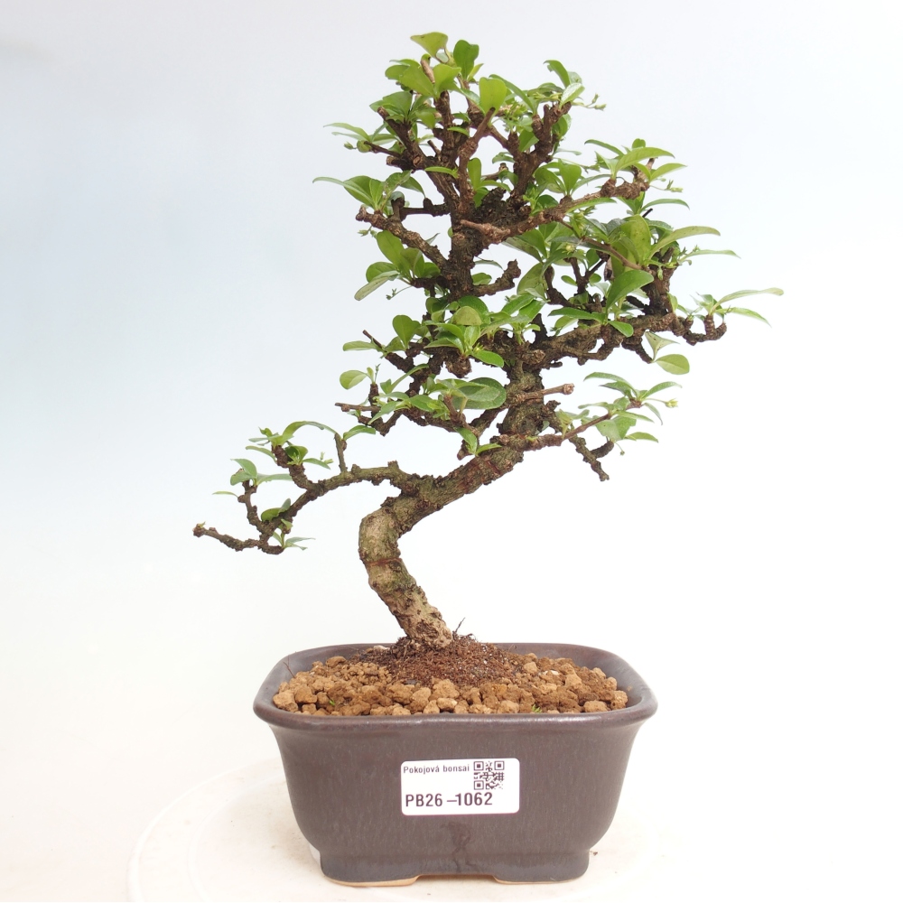 Bonsai pokojowe - Carmona macrophylla - Tea fuki
