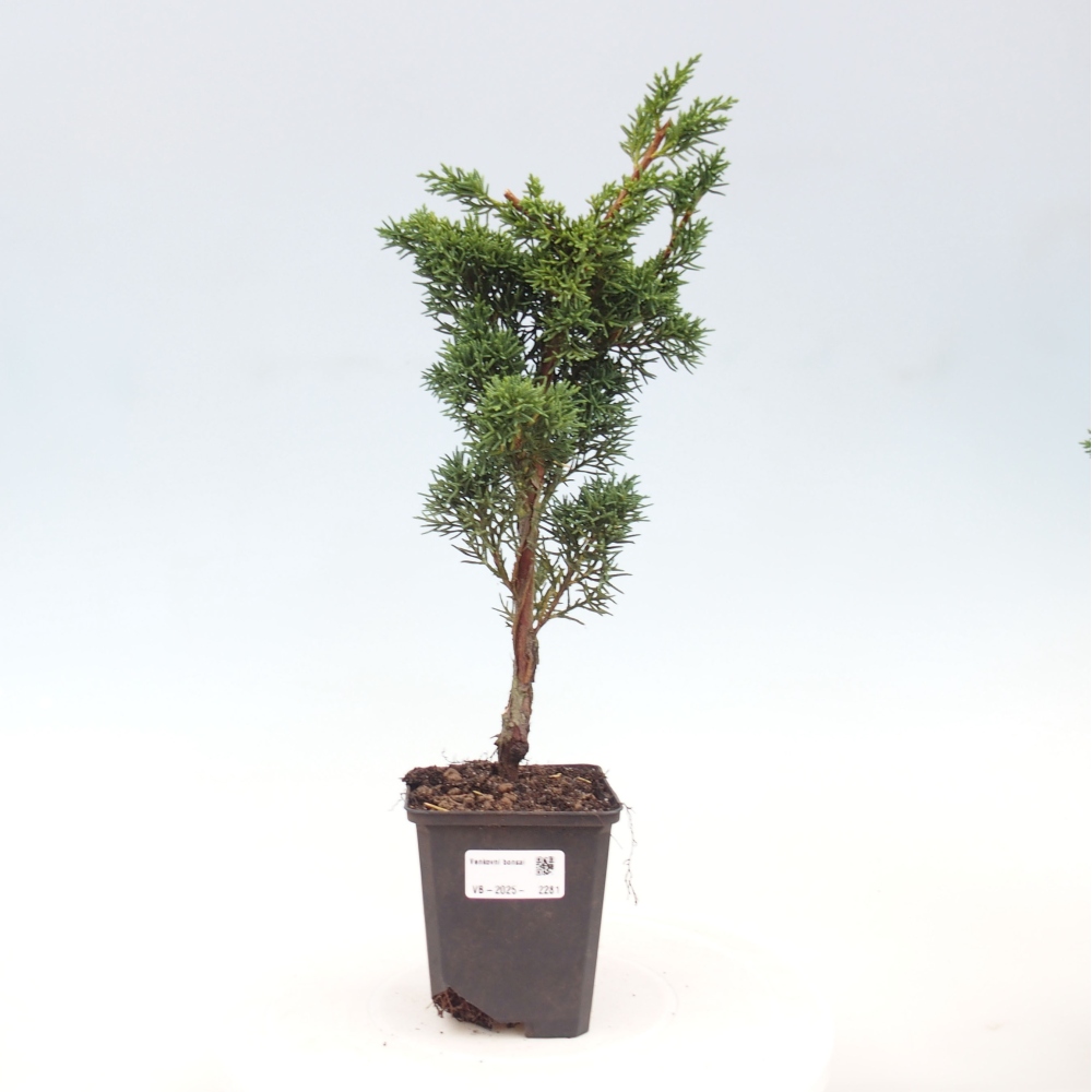 Outdoor bonsai - Juniperus chinensis Kishu - chiński jałowiec