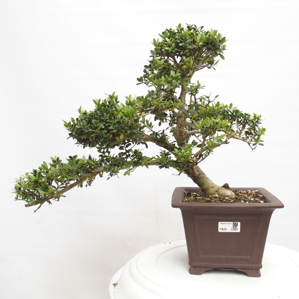 Kryty bonsai - Ilex crenata - Holly