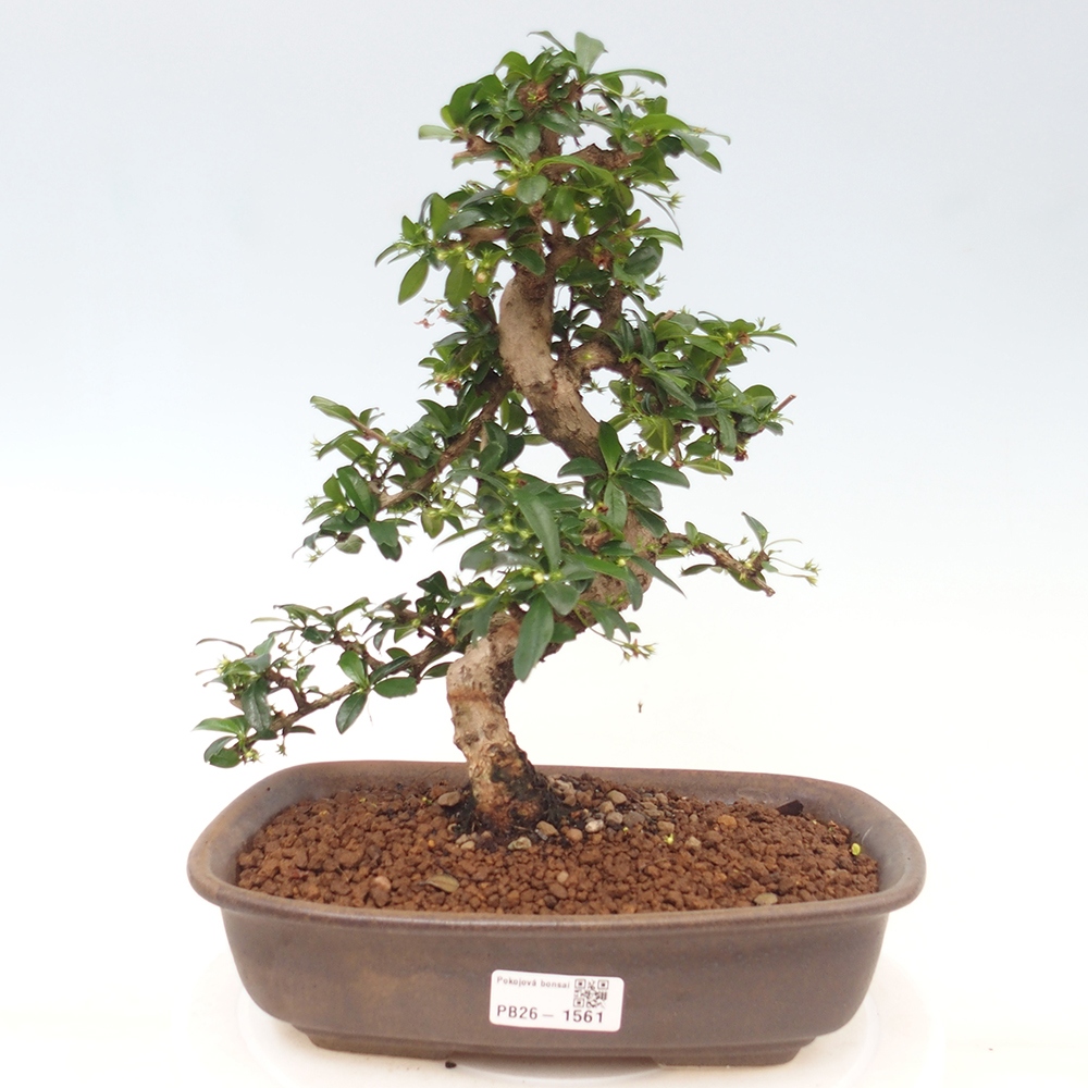 Bonsai pokojowe - Carmona macrophylla - Tea fuki