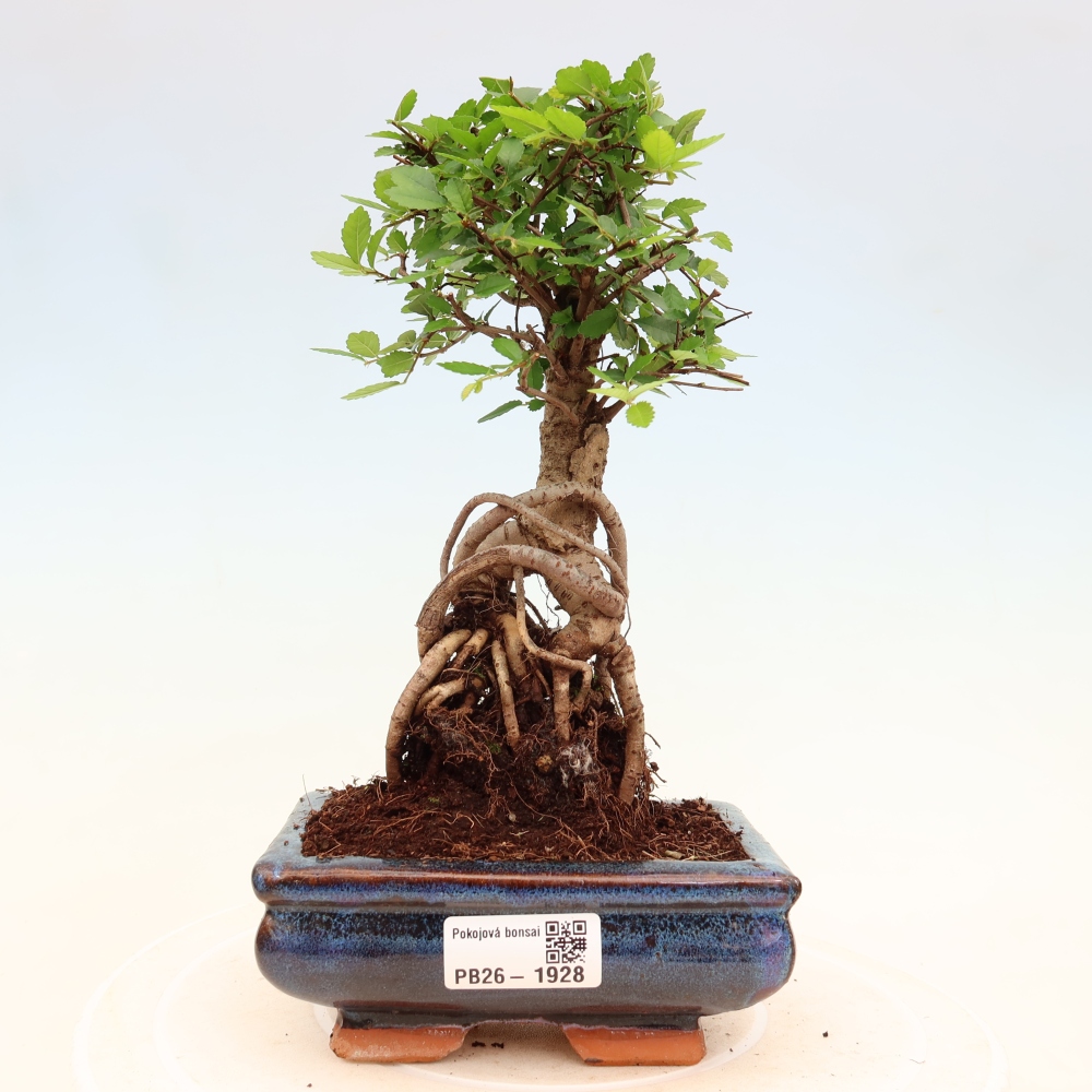 Pokój bonsai - Ulmus parvifolia - Wiąz drobnolistny