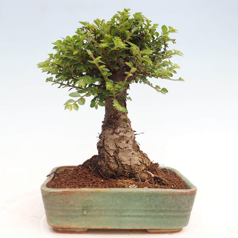 Bonsai zewnętrzne - Ulmus parvifolia Hokkaido - wiąz chiński