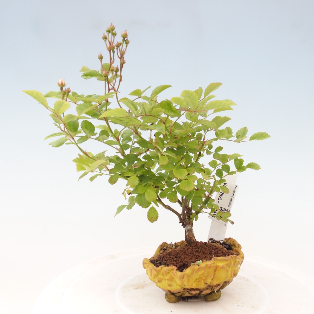 Bonsai na zewnątrz - Rosa sp. - róża drobnokwiatowa