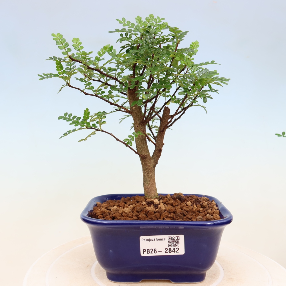Pokój bonsai - Zantoxylum piperitum - drzewo pieprzowe