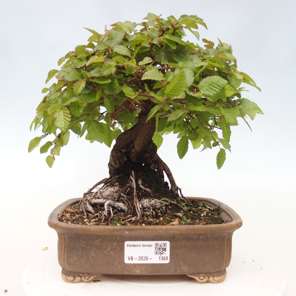 Outdoor bonsai - Carpinus CARPINOIDES - grab koreański